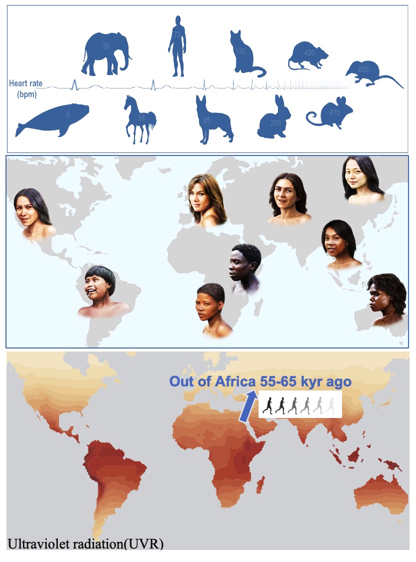 Heart Evolution Illustration